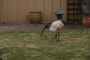 BLACK-HEADED-IBIS (9)